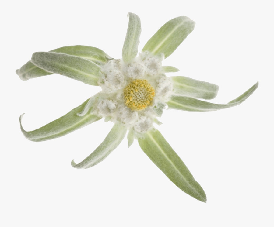 Featured image of post Edelweiss Flower Clipart Multiple sizes and related images are all free on clker com