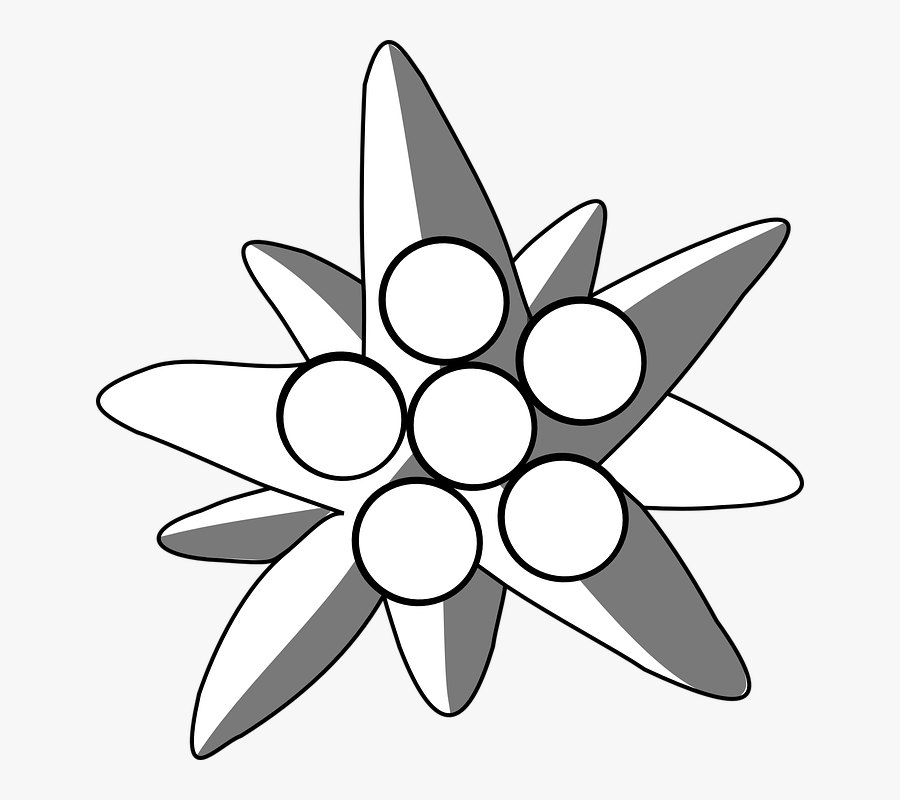 Stella Alpina Grafica, Transparent Clipart