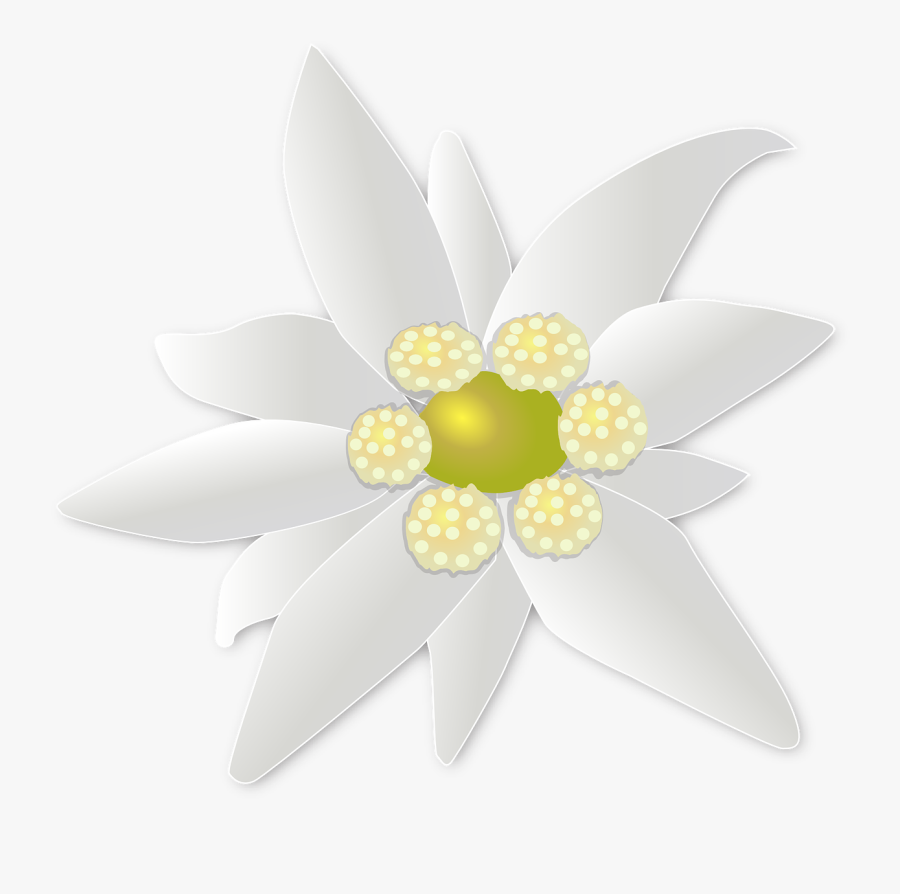 Edelweiss Png - Edelweiss Emoji, Transparent Clipart