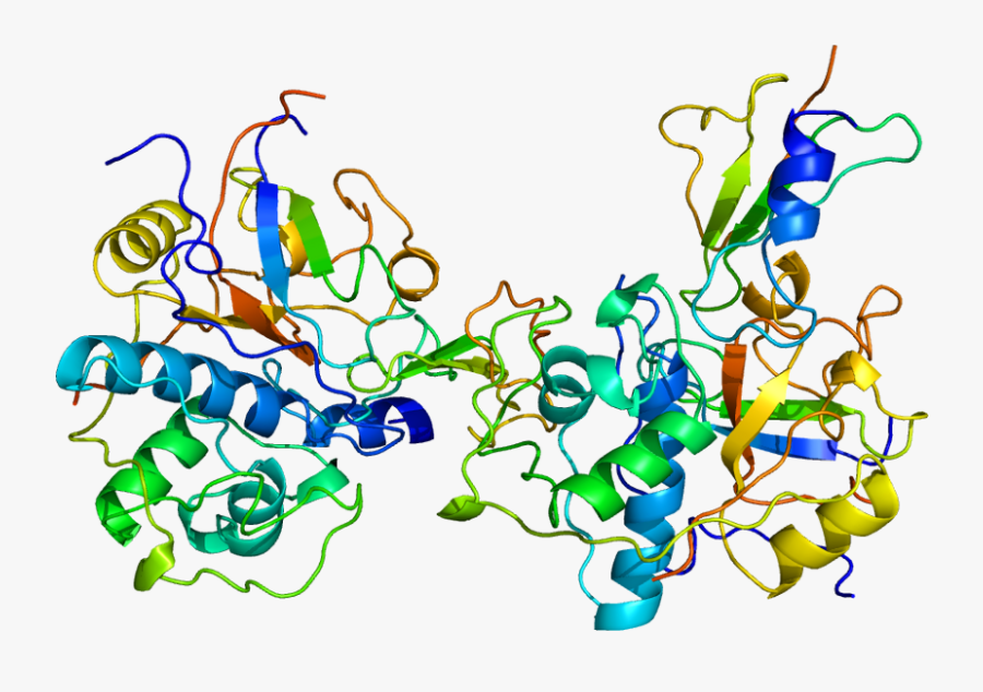 Protein Cd74 Pdb 1icf, Transparent Clipart