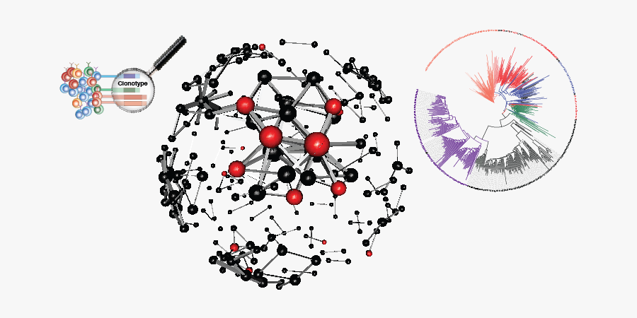 Immunology Clip Art, Transparent Clipart