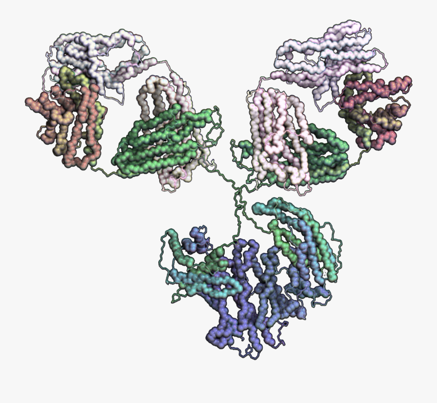 Igg Structure, Transparent Clipart
