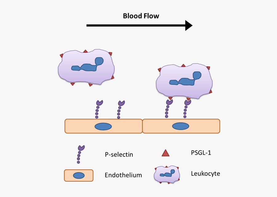 Immunology Clip Art, Transparent Clipart