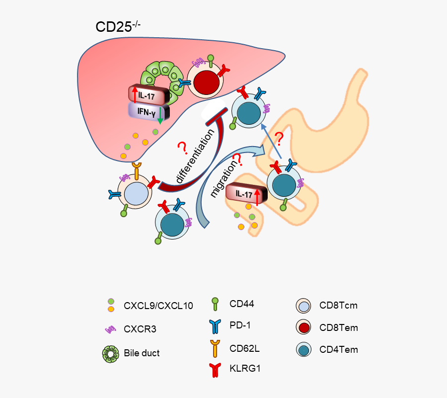 Immunology Clip Art, Transparent Clipart