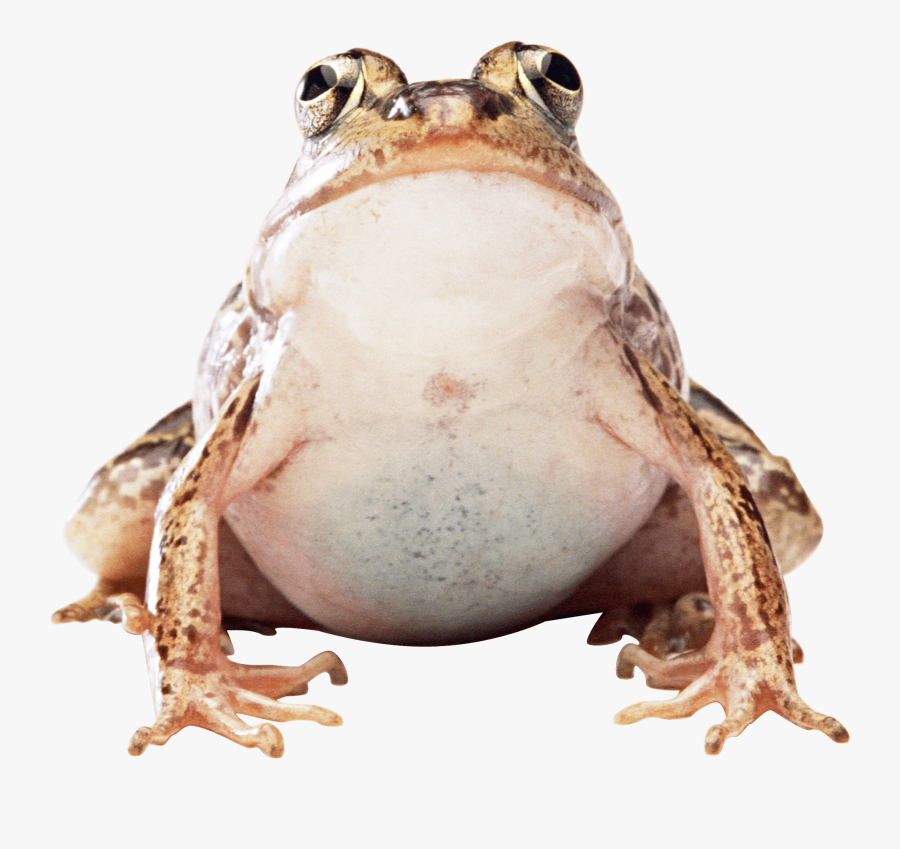 Brown Toad Clipart, Transparent Clipart
