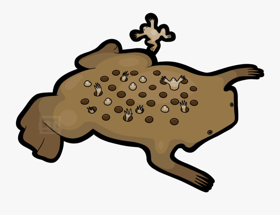 Happy National Frog Month Surinam Toad, Transparent Clipart