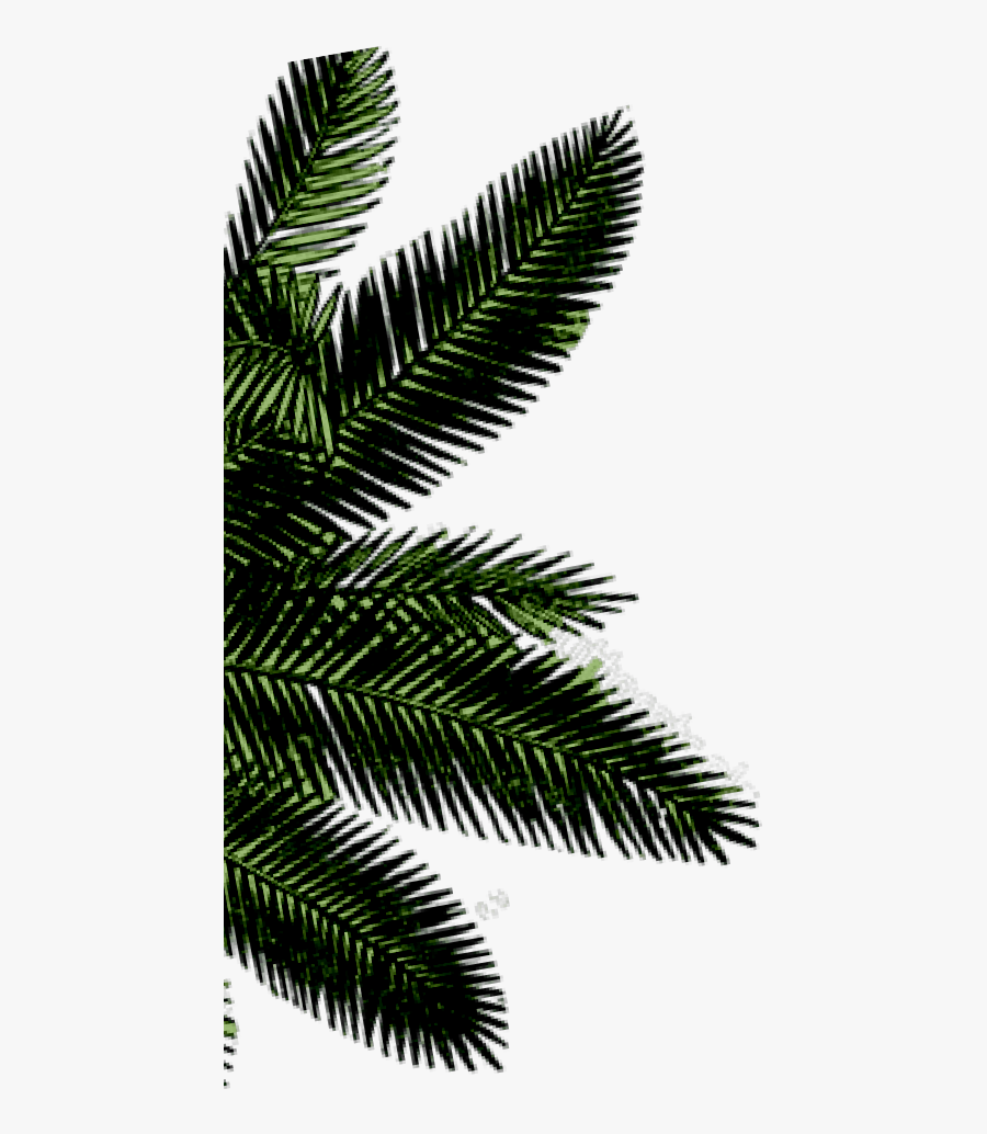 Attalea Speciosa, Transparent Clipart