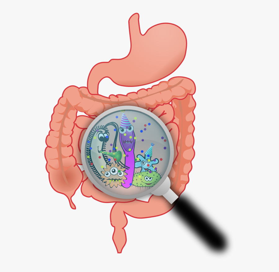 Party In The Intestines - Friendly Bacteria, Transparent Clipart