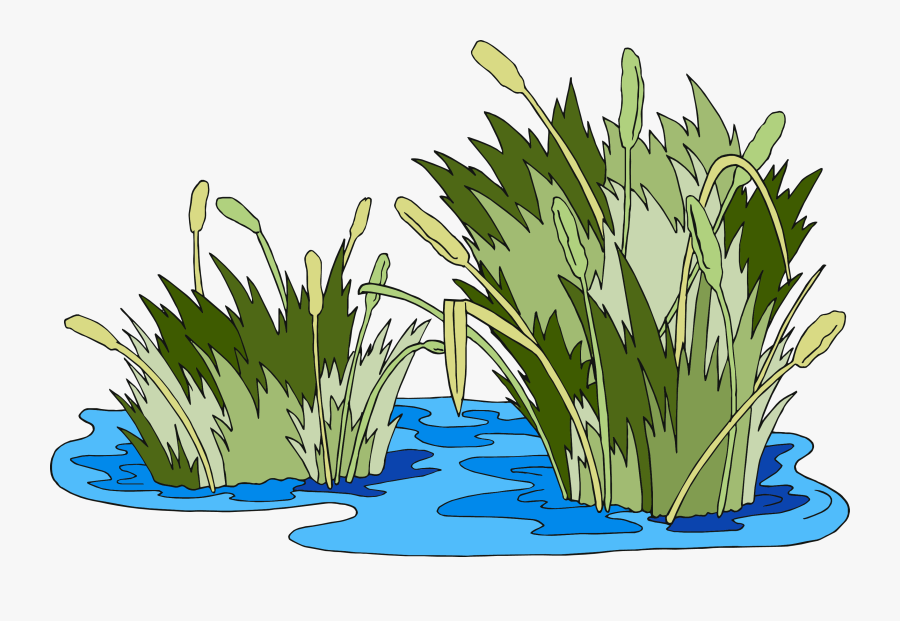 Swamp Vector Cat Tail Plant - Pantano Png, Transparent Clipart