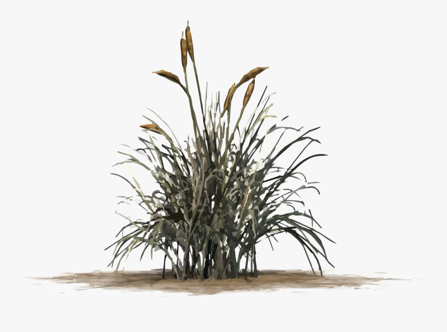 Cat Tail Grass Png, Transparent Png - Cat Tail Plant Png, Transparent Clipart