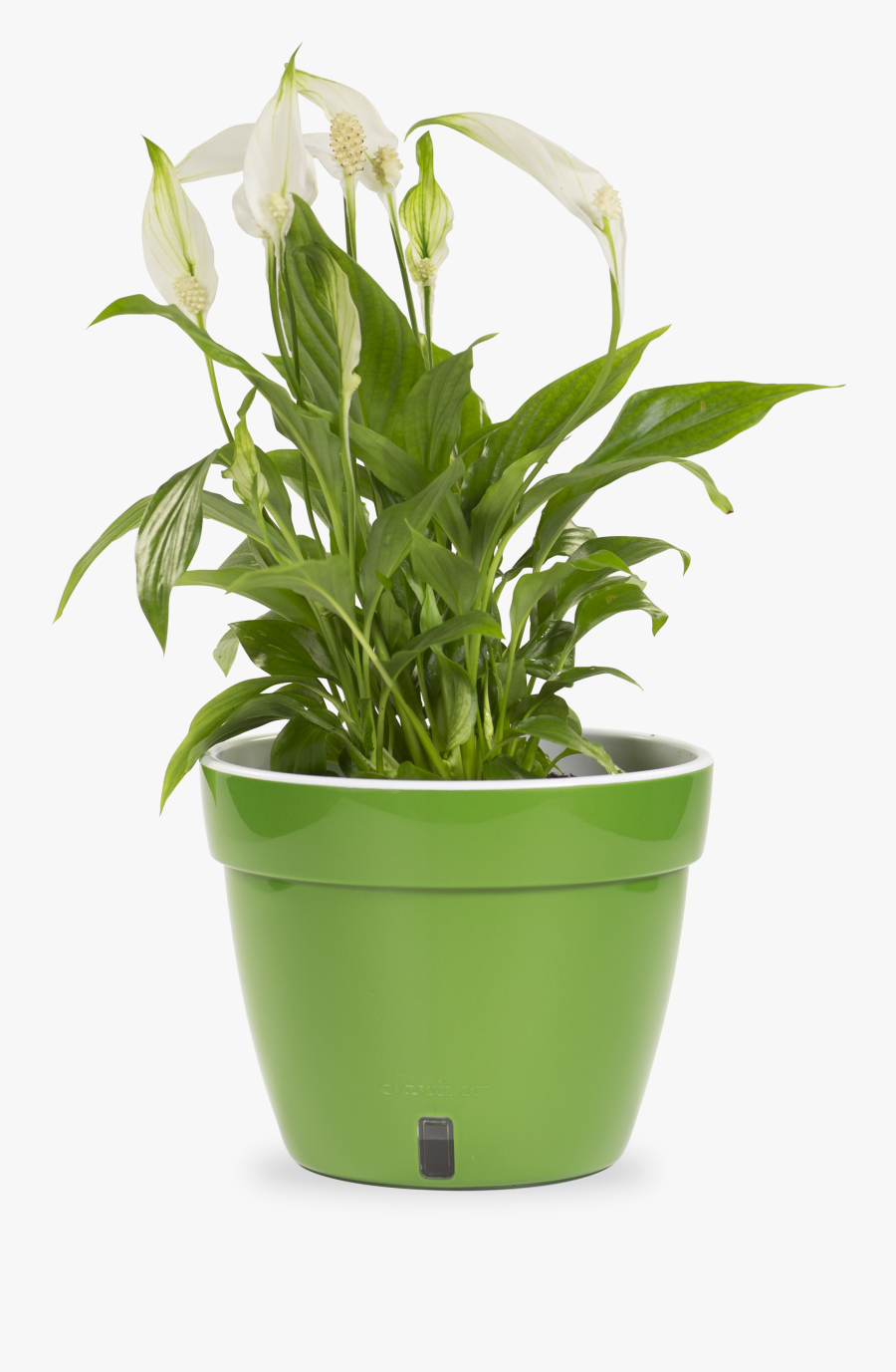 Clip Art How To Plant Spathiphyllum, Transparent Clipart