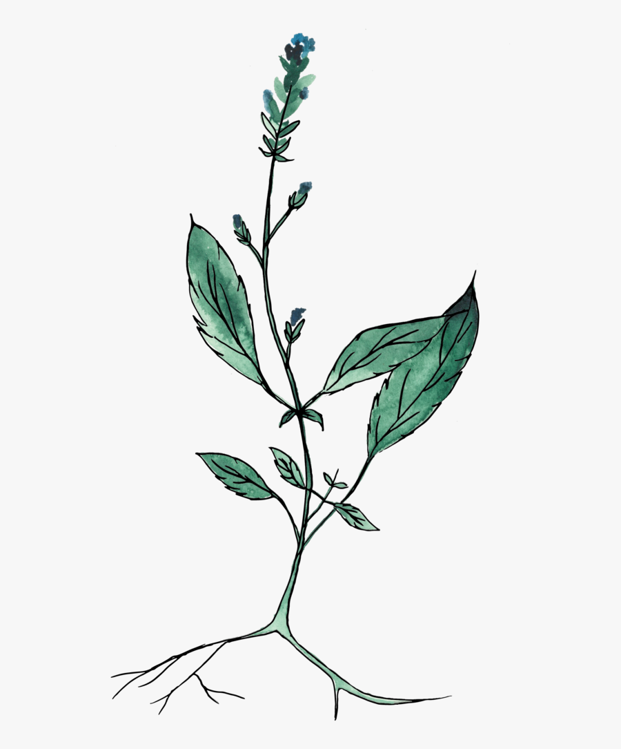 Clip Art Lollipop Plant - Perforate St John's Wort, Transparent Clipart