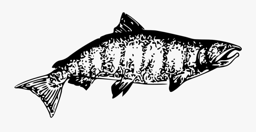 Chinook Salmon Clipart Black And White, Transparent Clipart