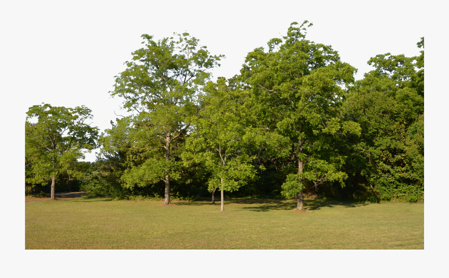 Forest Background Png , Transparent Cartoons, Transparent Clipart
