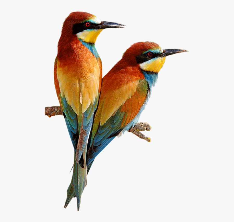 Bee Eater Bird Png, Transparent Clipart