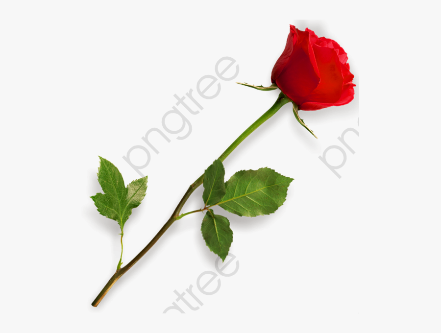 Stem Clipart Red Rose - Picsart Png Effect Download, Transparent Clipart
