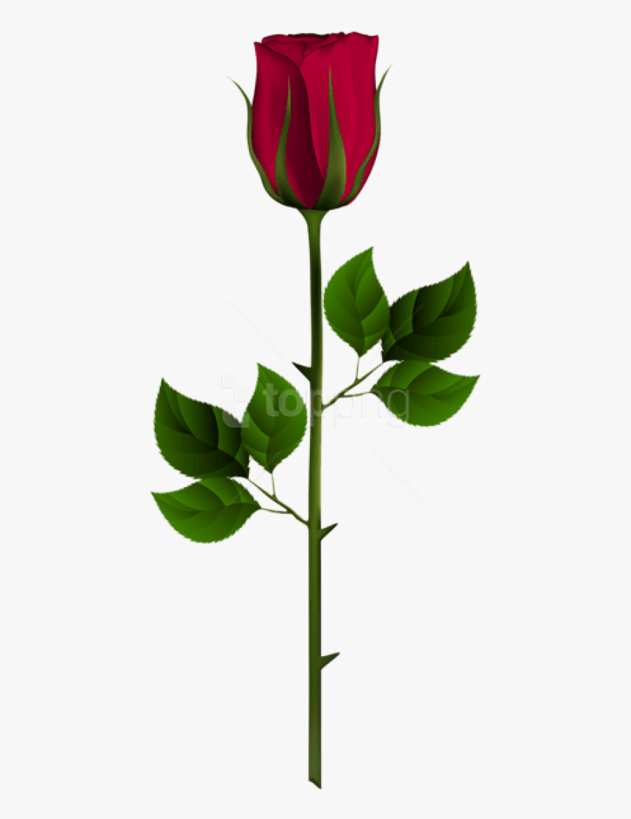 Stem Clipart Red Rose - Rose Bud Clip Art, Transparent Clipart