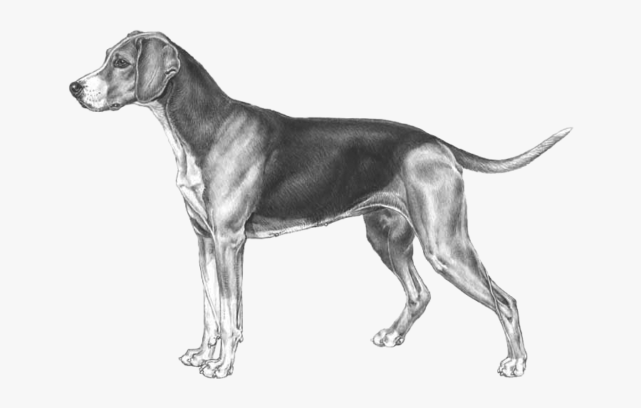 Group,rare Breed ,great Dane,hunting Breed - Finnish Hound Drawing, Transparent Clipart