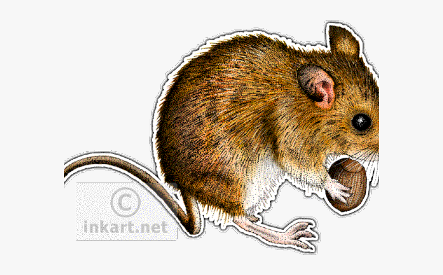 Field Mouse Color, Transparent Clipart
