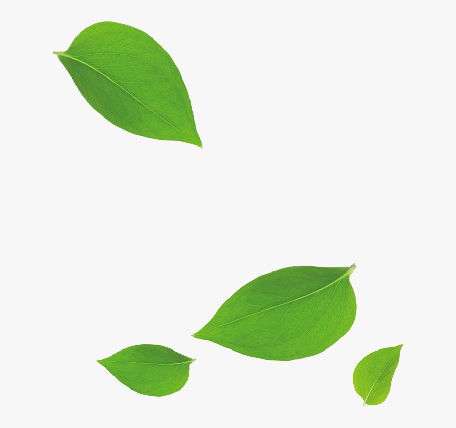 Green Leaves Falling Down , Transparent Cartoons - Green Leaf Falling Down, Transparent Clipart
