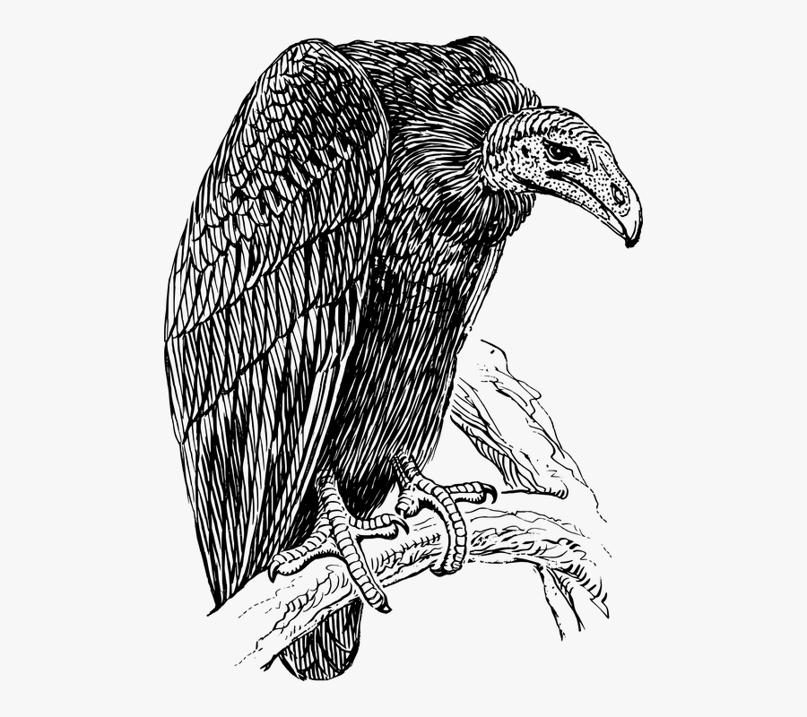 Vulture, Scavenger, Carrion Eater, Bird, Animal - Vulture Drawing, Transparent Clipart