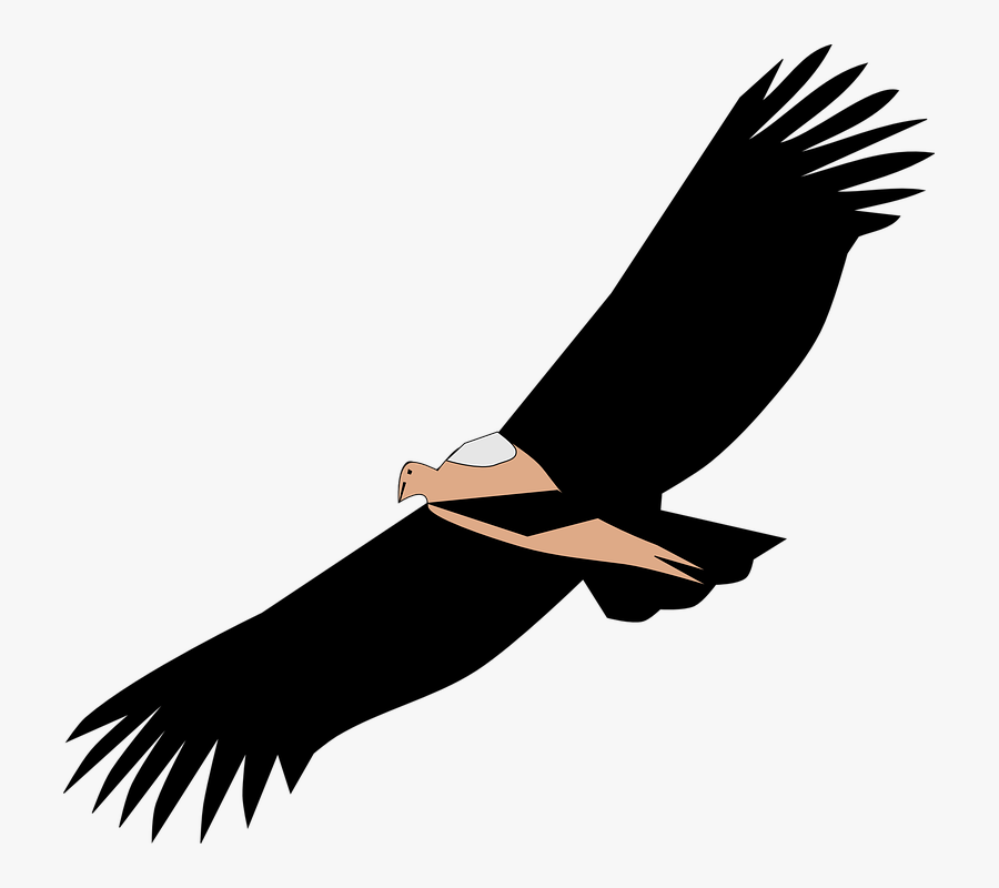 Vulture Scavenger Bird - Abutre Png, Transparent Clipart