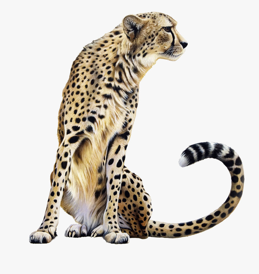 Download Cheetah Png Transparent - Cheetah Png, Transparent Clipart