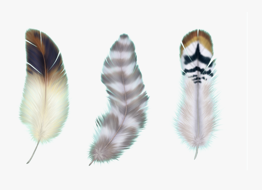 Transparent Background Feather Png White, Transparent Clipart