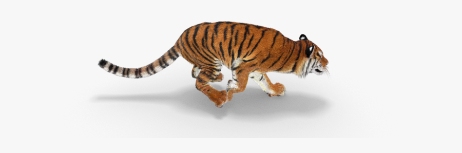 Tiger Clipart Safari - Transparent Background Tiger Running Png, Transparent Clipart