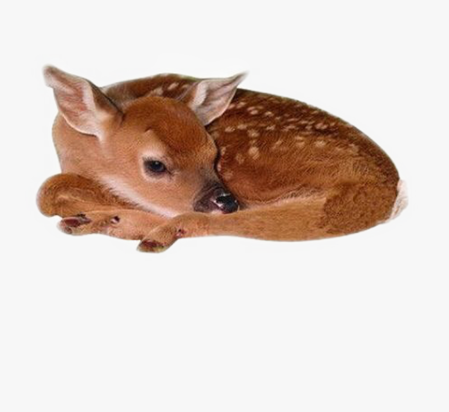 Baby Deer Png - Japanese Baby Sika Deer, Transparent Clipart