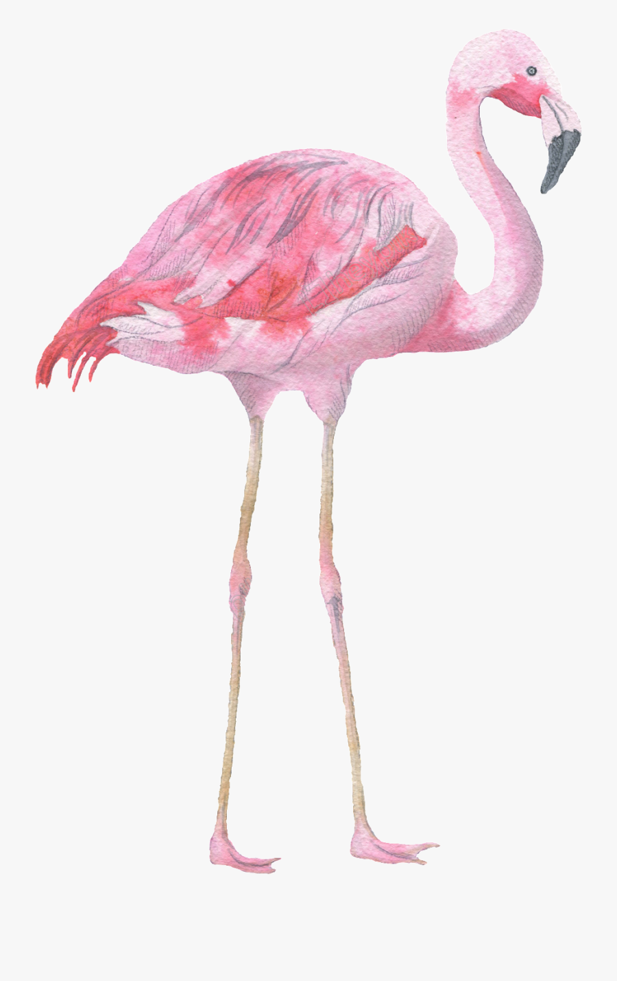 Transparent Flamingo Vector Png - Transparent Background Flamingo Watercolor Vector, Transparent Clipart
