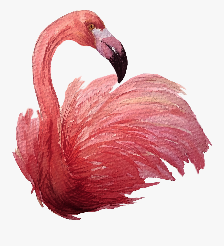 Greater Flamingo, Transparent Clipart