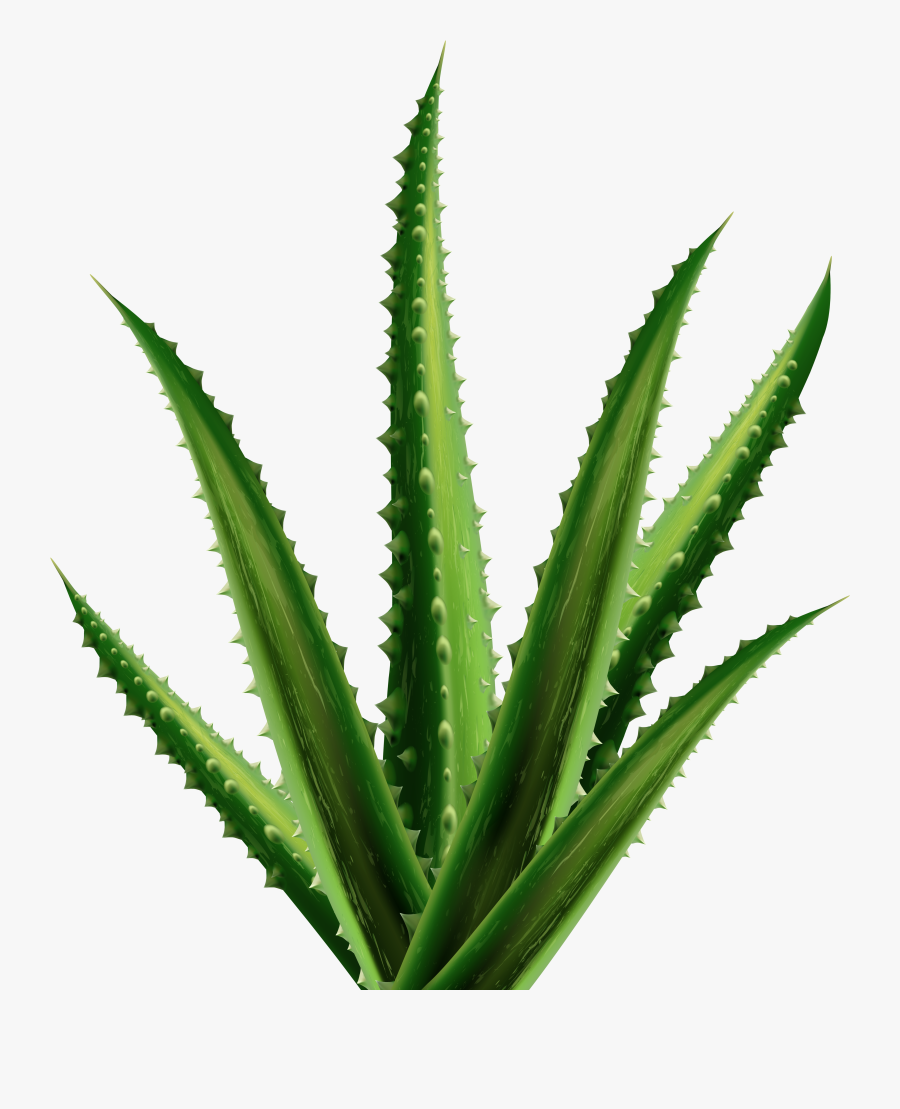 Aloe Png Clipart - Aloe Clipart, Transparent Clipart