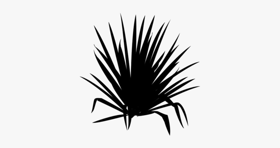 Agave Plant Png Transparent Images - Yucca Plant Drawing, Transparent Clipart