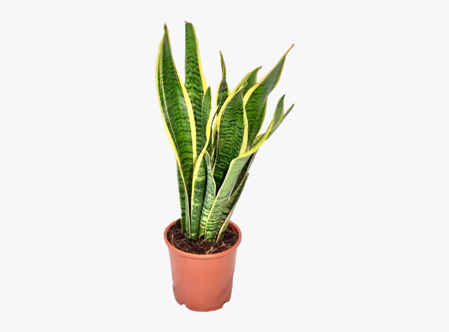 Plant Clipart Snake Plant - Snake Plant Transparent Background, Transparent Clipart