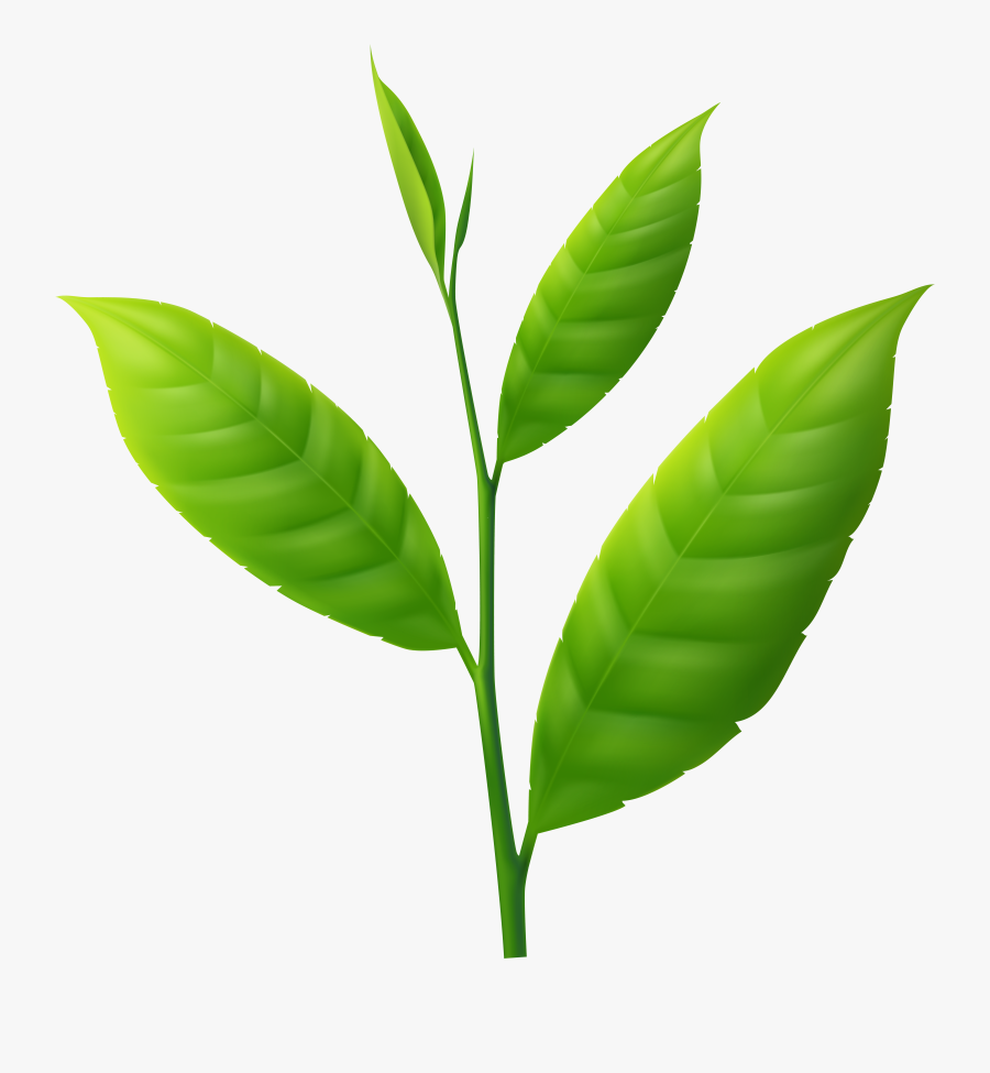 Agave Plant Clipart, Transparent Clipart