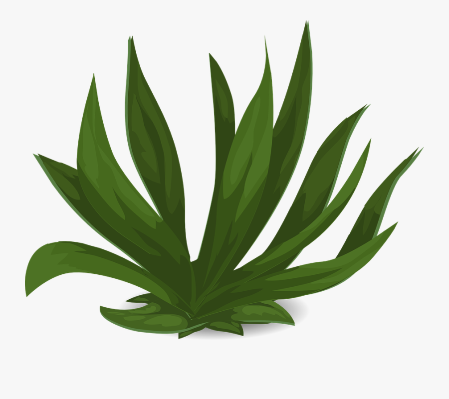 Aquatic Plants Clipart, Transparent Clipart