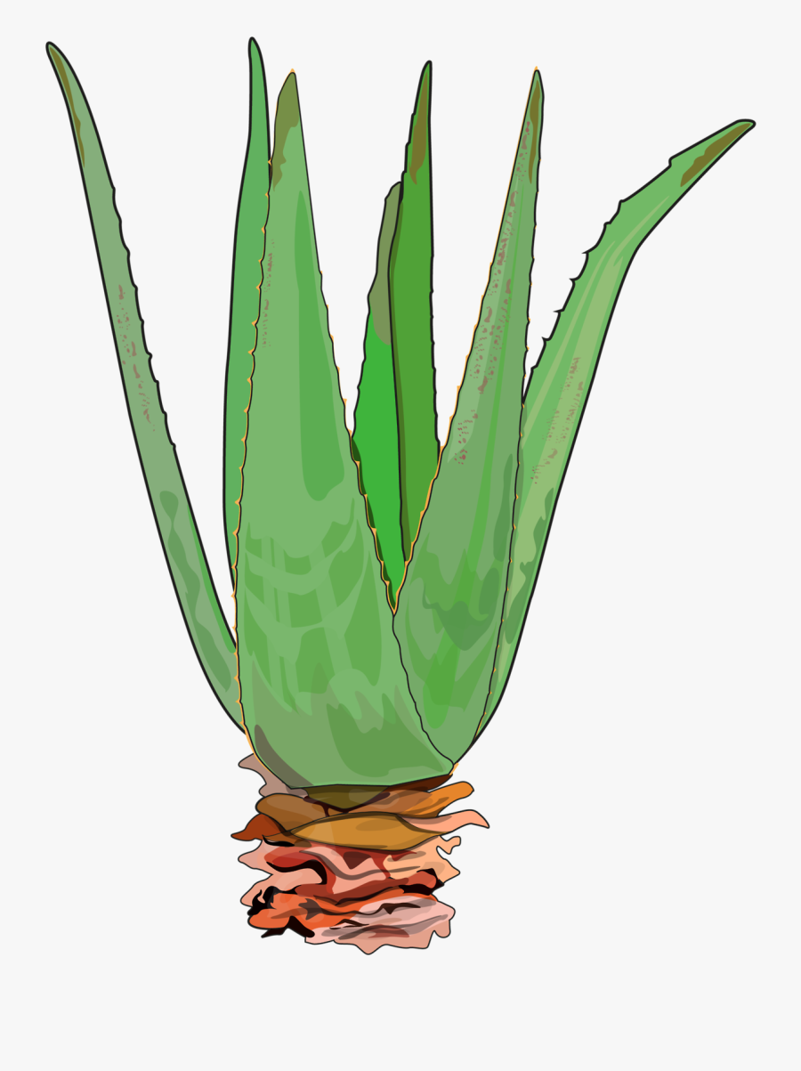 Agave, Transparent Clipart