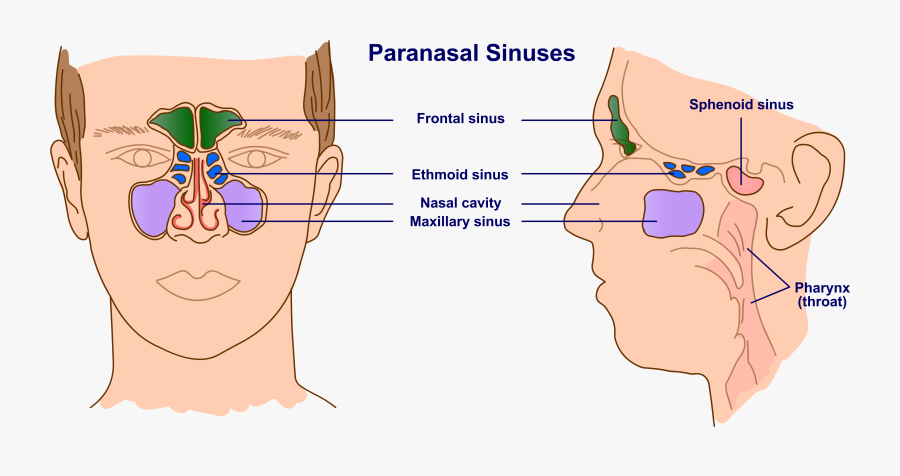 Clip Art Binla Book Review Surface - อ นา โต มี่ จมูก, Transparent Clipart