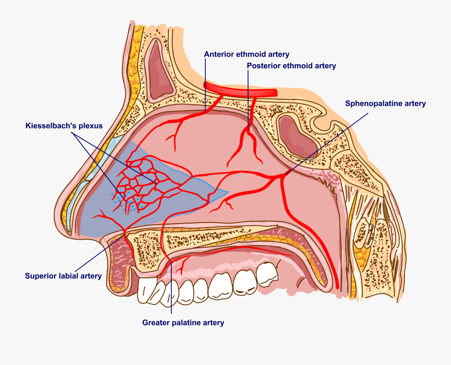 Clip Art Kiesselbachs Plexus - Sphenopalatine Artery And Nerve, Transparent Clipart