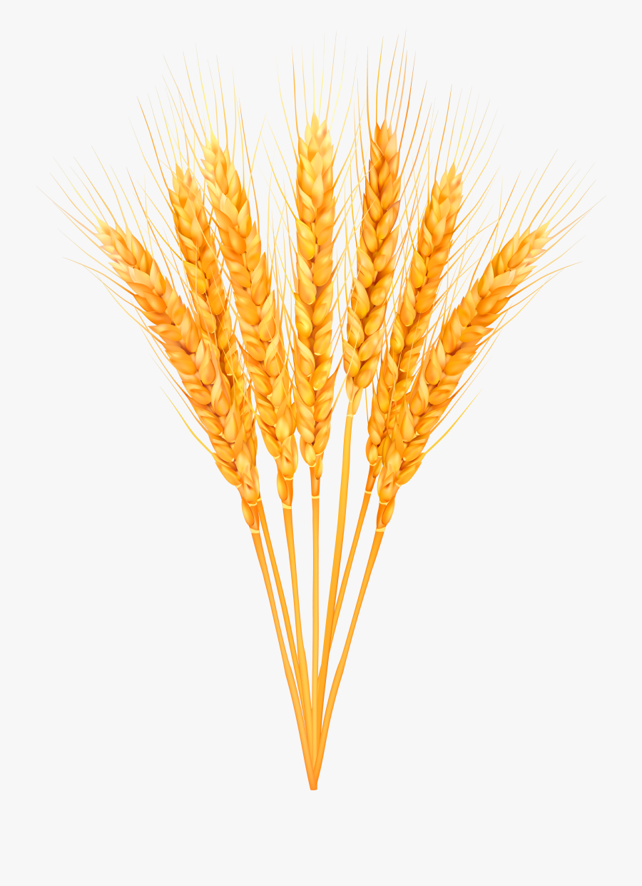 Wheat Clipart High Resolution Ripe - Wheat Bundle Transparent Background, Transparent Clipart
