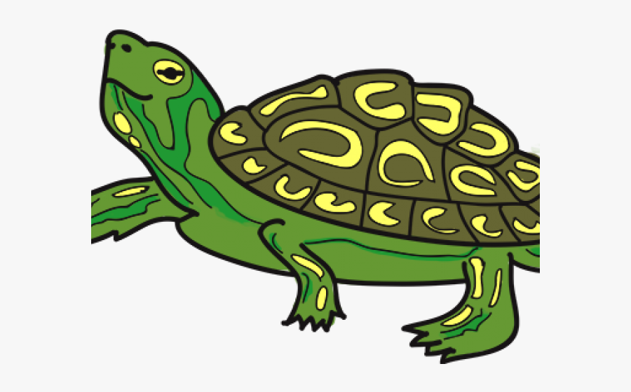 Transparent Tortoise And Hare Clipart - Terrapin Clipart, Transparent Clipart