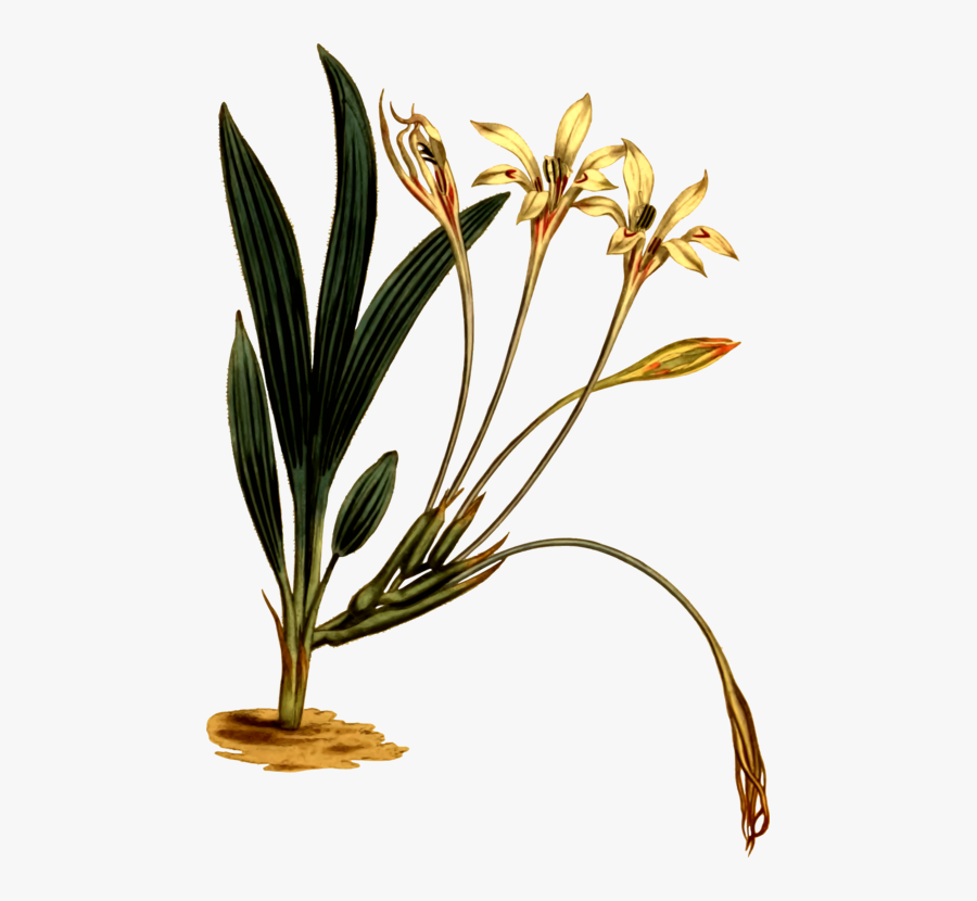 Plant,flower,flowerpot - Plant Stem, Transparent Clipart