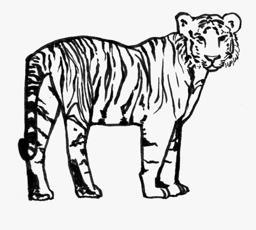 Siberian Tiger , Png Download - Siberian Tiger, Transparent Clipart