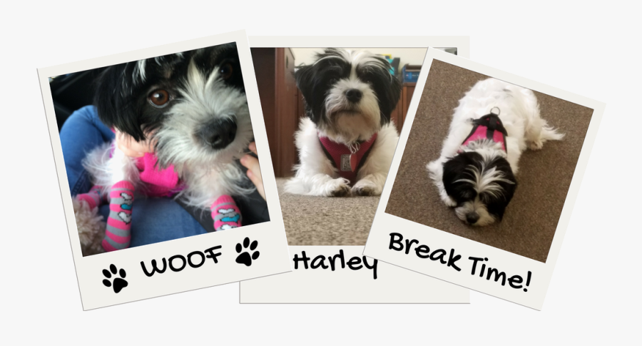 Harley In Action - Morkie, Transparent Clipart