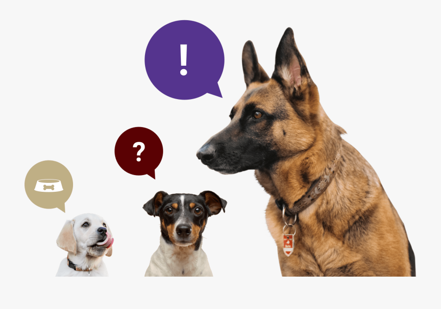 Wild Ancestor Of The Dog, Transparent Clipart