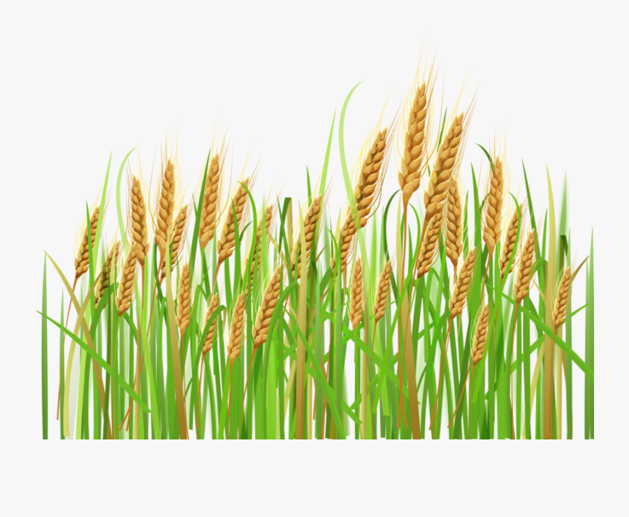 Cartoon Transparent Clip Art - Crops Clipart, Transparent Clipart