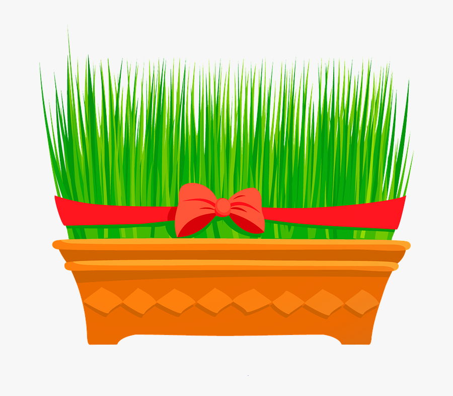 Wheat Grass, Flower, Season, Outdoor, Color - หญ้า Gift, Transparent Clipart