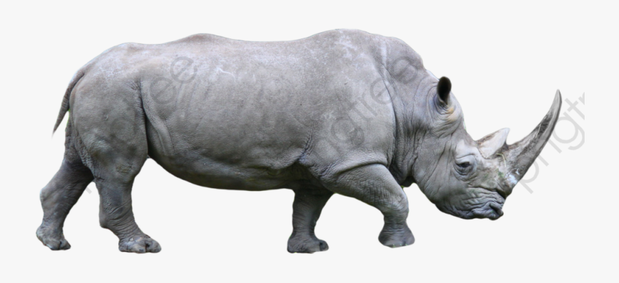 Rhinoceros Png , Transparent Cartoons - Rhinoceros Png, Transparent Clipart