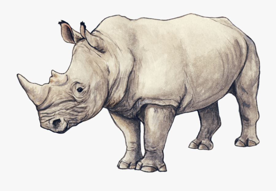 Rhino Illustration, Transparent Clipart